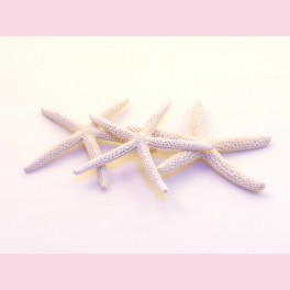 Etoile de mer blanche