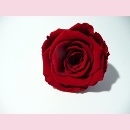 Rose &eacute;ternelle Rouge